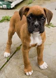Boxer beautiful litter of home friendly puppies boys and girls available. Boxer Puppies For Sale In Michigan Petfinder