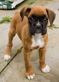 Boxador dog for adoption in mukwonago, wi. Boxer Puppies For Sale In Michigan Petfinder
