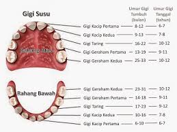 Mengukur kedalaman karies gigi atau lubang gigi. 98 Animasi Gigi Cikimm Com