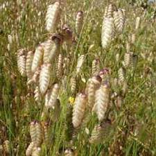 Quaking Grass Seeds Briza Maxima Ornamental Grass Seed Ornamental Grasses Grass Seed Flower Farm