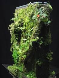 Pin On Terrariums Tropicals