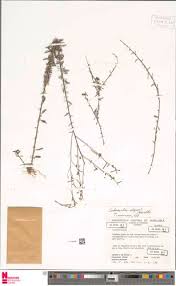 Image result for Schwenckia