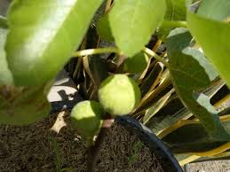 Buah yang dipetik harus segera dimanfaatkan karena tidak dapat disimpan lama (mudah rusak). 20 Manfaat Buah Tin 20 Benefits Of Fruit Fig Bilingual Steemit
