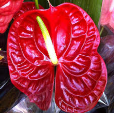 From $19.99 · 20% off all items · same day delivery Hawaii S Popular Tropical Flowers And How To Wear Them