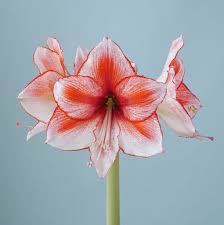 Pin On Amaryllis 2016