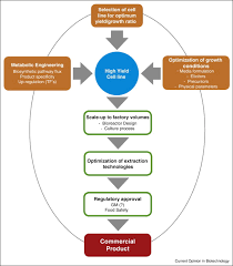 Maybe you would like to learn more about one of these? Prospects For The Use Of Plant Cell Cultures In Food Biotechnology Sciencedirect