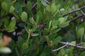 Image result for Pterocelastrus