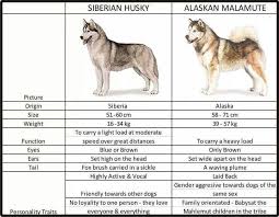 siberian husky vs alaskan malamute alaskan husky siberian