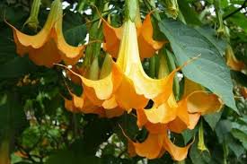 Kumpulan gambar tentang gambar bunga terompet merah, klik untuk melihat koleksi gambar lain di kibrispdr.org. Tidak Sadarkan Diri Penyanyi Asal Kanada Raffaela Weyman Setelah Menghirup Bunga Terompet Beracun Priangantimur News