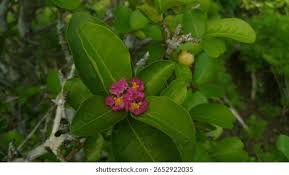 Image result for Malpighiaceae