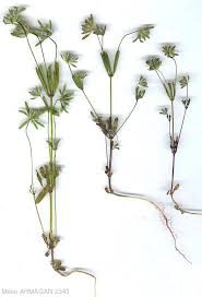 Image result for Rubiaceae