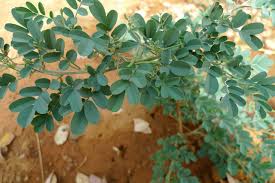 Image result for Indigofera mendonçae