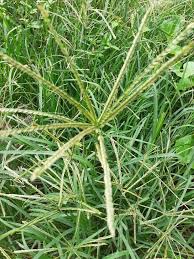 Image result for Chloris gayana