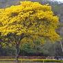imagenes de araguaney de www.pinterest.es