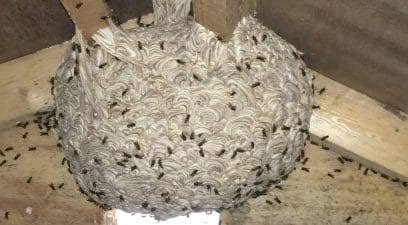 Wasp Nest Removal Cost Overview &bull; Pest-Tech
