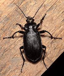 Black Beetle Bug In House Black Caterpillar Hunter Beetle Black Caterpillar Insects Caterpillar