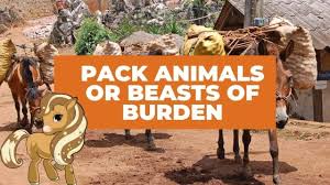 Camels can store water in their humps and this is why camels are used. Name A Beast Of Burden Helpful Horse Hints