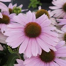 Pin By Rita Chan On Flowers Echinacea Plants Garden Plants