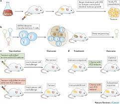 Check spelling or type a new query. Mouse Models In Oncoimmunology Nature Reviews Cancer