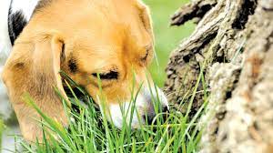 Why Do Dogs Eat Grass Page 3 Daily News