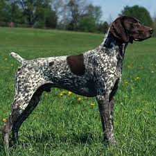 This mustached and bearded dog is the biggest of the terrier breeds, weighing in at about 50 to 70 pounds. German Shorthaired Pointer German Shorthaired Pointer Dog Dog Breeds Medium Fancy Dog