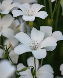 Image result for Agrostemma githago