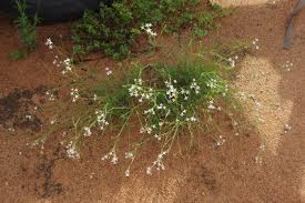 Image result for Kohautia cynanchica