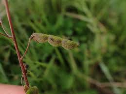 Image result for Grona adscendens