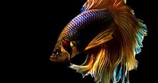 Once A Fish Now A Dragon Betta Dance Photography Siamese Fighting Fish Betta Fish Betta