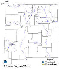 Image result for Limosella capensis