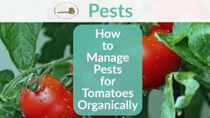 They laugh at shiny objects i hang out to a. How To Manage Pests For Tomatoes Organically In Your Backyard Vegetable Garden From Seed To Spoon Vegetable Garden Planner Mobile App