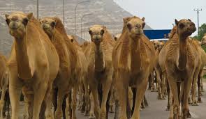 I saw her in may but i (not see) her this month. Camel Traffic Backpack Me