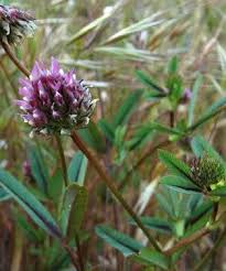 Image result for Trifolium