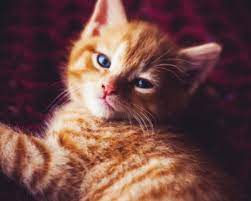 It was created in 2002 by the international fund for animal welfare. International Cat Day