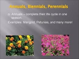 Sc germania list, german rugby union club; Plant Classification What Is A Plant Plants Are