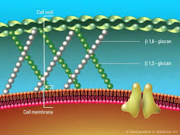 We did not find results for: Overview Of The Fungal Cell Structure Youtube