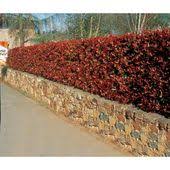 glansmispelhaag photinia fraseri red robin haag arbustos de jardin setos de jardin paisajismo del frente de la casa