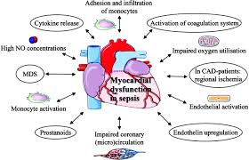 Sepsis is a serious illness and can lead to a life threatening condition called septic shock. Sepsis And The Heart Circulation