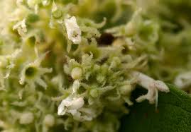 Image result for Hoslundia