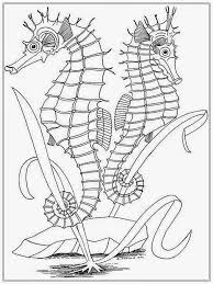 Check spelling or type a new query. Realistic Seahorse Coloring Pages For Adult Realistic Coloring Pages Coloring Home