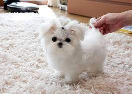 We did not find results for: Charming Teacup Maltese Puppies For Adoption Houston Animal Pet