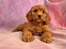 Get a boxer, husky, german shepherd, pug, and more on kijiji, canada's #1 local classifieds. Cockapoo Puppies For Sale Cockapoo Breeder In Iowa
