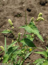 Image result for Persicaria lapathifolia