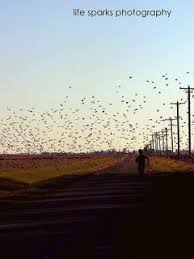 Birds Flying In The Sky Quotes Life Sparks Photography Birds Flying Road Blue Sky Quote Fly Powerlines Power Lines Phone Telephone Poles Field Fields Prairie Yello