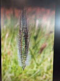 Image result for Dichanthium sericeum