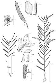 Image result for Chamaecrista mimosoides