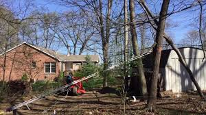 Uprooting A Small Tree Using A 5 To 1 Pulley System Youtube