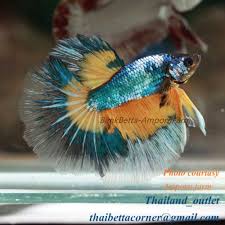 Live Betta Fish Halfmoon Fancy Mustard From Thailand Male M Size Betta Fish Betta Fish