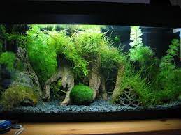10 Gallon Fish Tank Aquascape Idea With Java Moss Trees And Tire Playground For A Betta Via Fishlore Co Fresh Water Fish Tank 10 Gallon Fish Tank Fish Tank