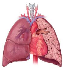 Heart And Lung Anatomy Illustration By Evan Oto In 2021 Lung Anatomy Heart And Lungs Heart Anatomy Drawing